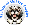 Shihtzu Puppys